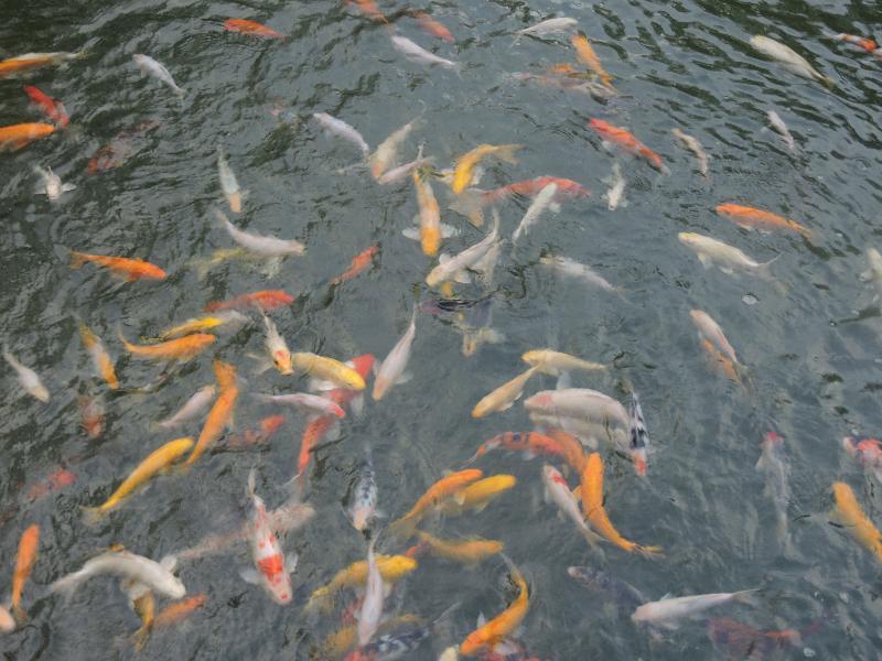 槟城诺瑟姆套房酒店 乔治敦 外观 照片 Goldfish